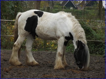paarden 023.JPG