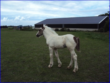 paarden augustus 2010 058.JPG