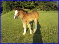 paarden juli 2011 018.JPG