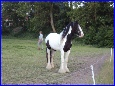 nieuwe stal 2011 090.JPG