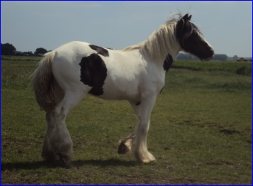 paarden 022.JPG
